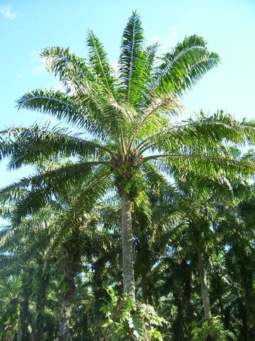 palmito rica selva